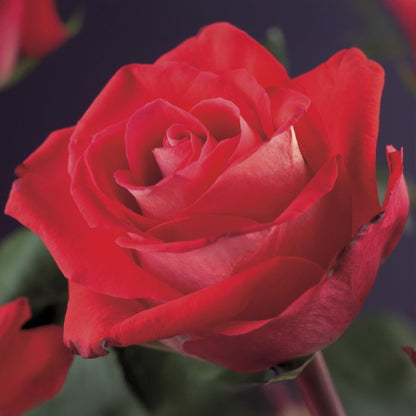Rosa 'Red Climber' - Klimroos