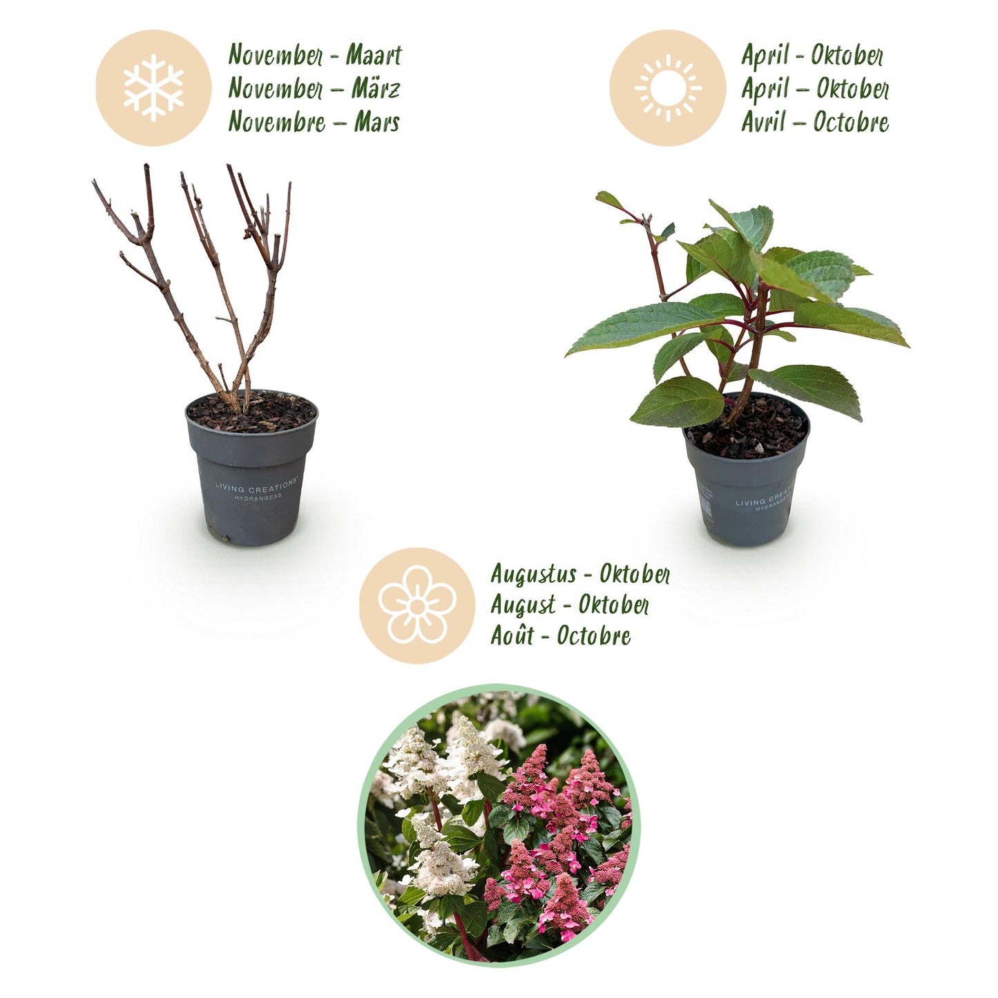 Hydrangea panniculata 'Living Infinity' - Pluimhortensia - Winterhard - Wit - 3 Planten - Pot 12cm - Hoogte Hoogte 20-30cm