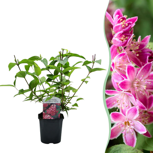 Deutzia 'Strawbery Fields' - Bruidsbloem - hoogte 45cm