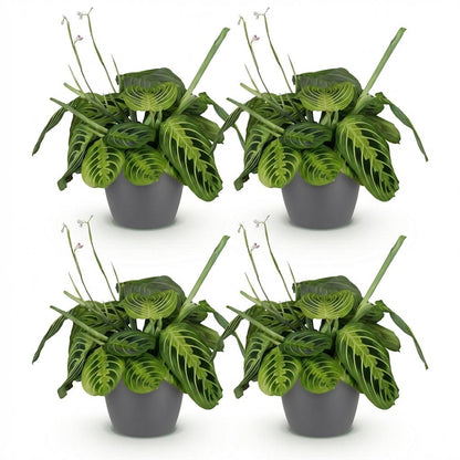 Green boutiQ - Kamerplant - Maranta Fascinator Lemon Lime - Gebedsplant - Huisdiervriendelijke Plant - Groen - 4 Planten - met Potter Grijs - Pot 12cm - Hoogte 25cm