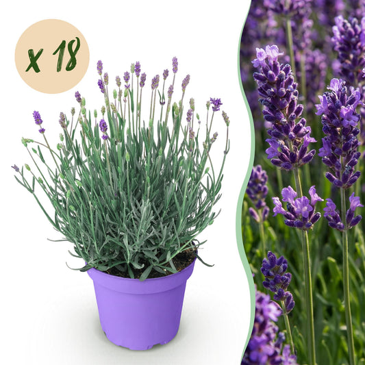 Green boutiQ - Tuinplant - Lavandula angustifolia Munstead - Lavendel - Winterhard - Paars - 18 Planten - Pot 12cm - Hoogte 15-25cm
