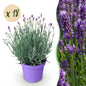 Green boutiQ - Tuinplant - Lavandula angustifolia Munstead - Lavendel - Winterhard - Paars - 18 Planten - Pot 12cm - Hoogte 15-25cm