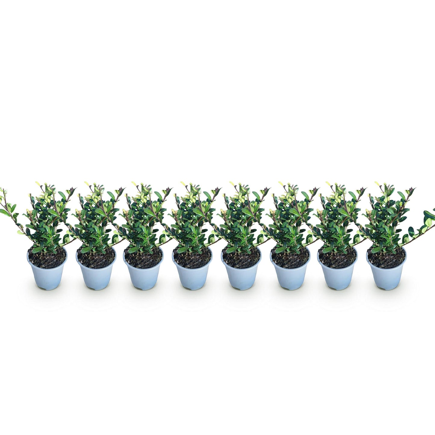 Ilex crenata 'Caroline Upright' - Japanse Hulst - 8 planten - pot 9cm - hoogte 25-30cm