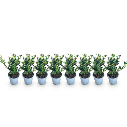 Ilex crenata 'Caroline Upright' - Japanse Hulst - 8 planten - pot 9cm - hoogte 25-30cm