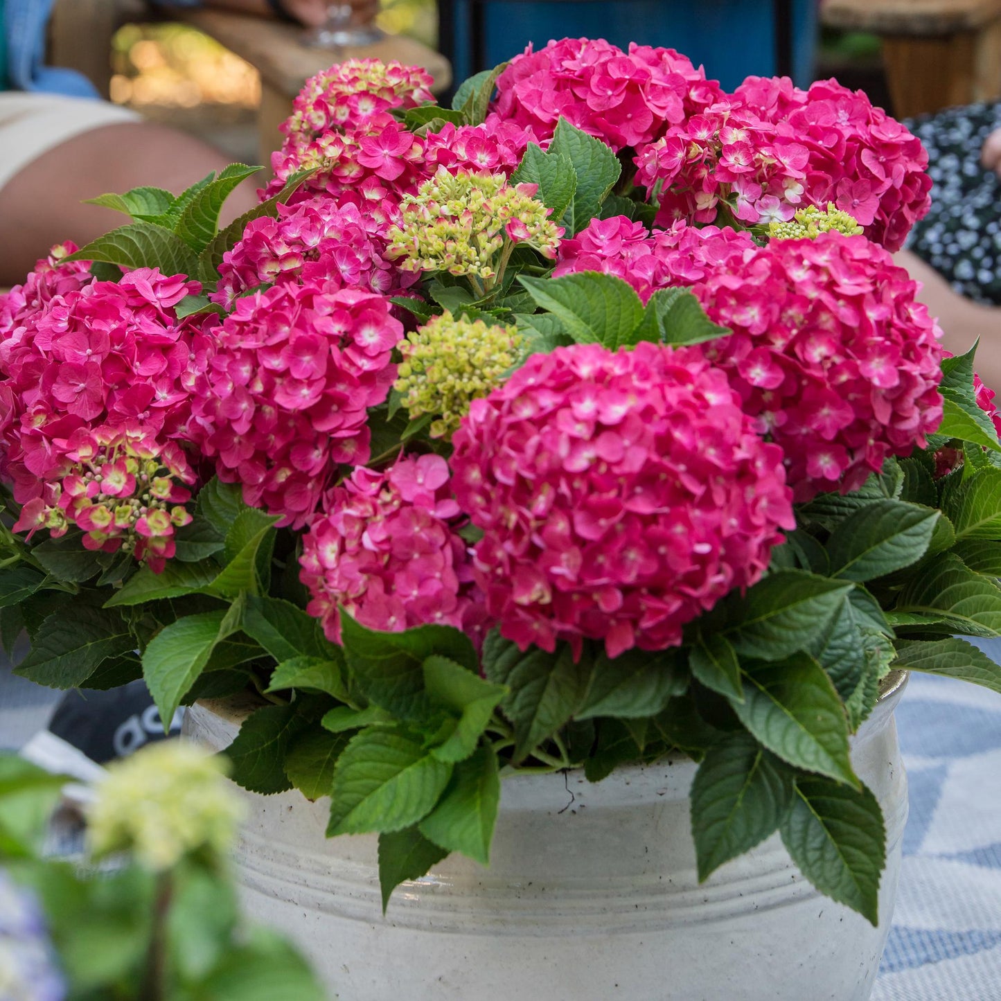 Hydrangea 'Endles Summer Summer Love Red' - Rode Hortensia - hoogte 20-25cm