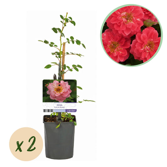 Rosa 'Salmon Queen' - Klimroos