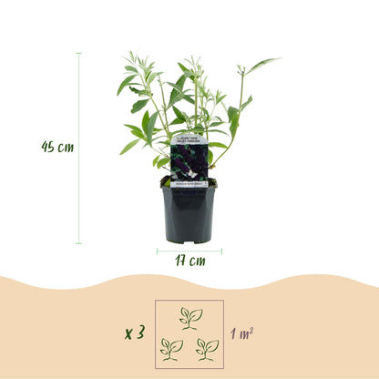 Buddleja davidii 'Black Night' - Vlinderstruik - hoogte 45cm