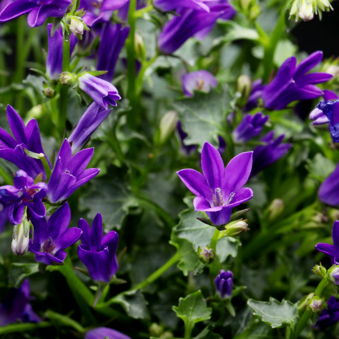 Campanula persicifolia ‘Coerulea' - Klokjesbloem