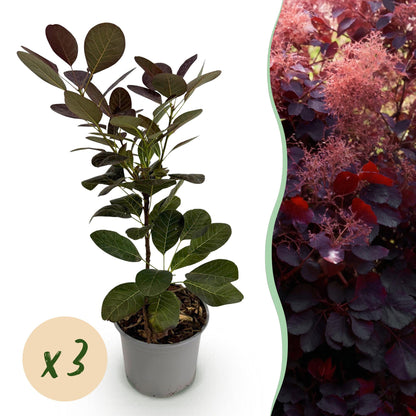 Green boutiQ - Tuinplant - Cotinus coggyria Royal Purple - Paars - 3 Planten - Bladverliezend - Weinig Onderhoud - Pot 12cm Hoogte 35cm