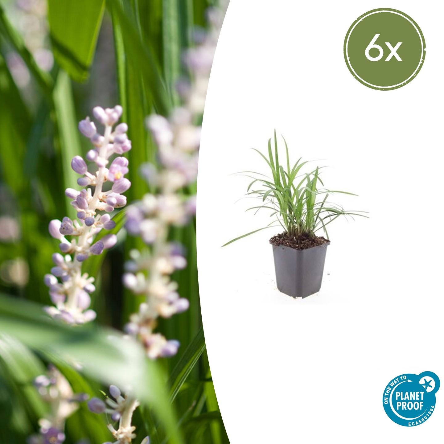 Liriope muscari 'Monroe White' - Leliegras