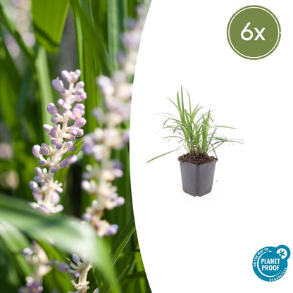 Liriope muscari 'Monroe White' - Leliegras
