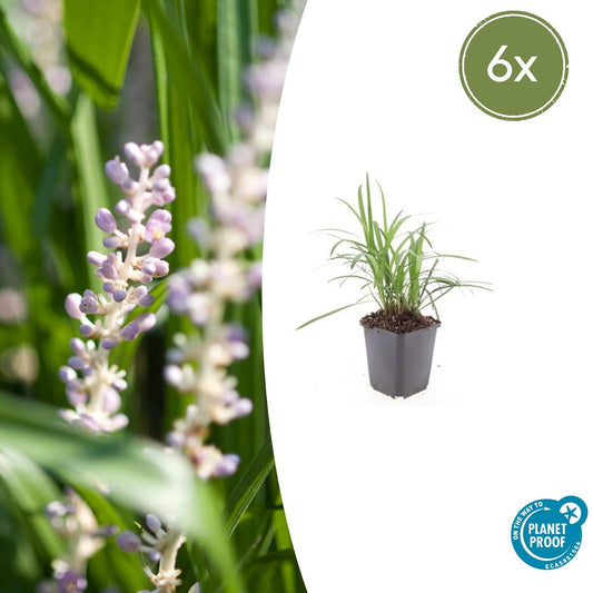 Liriope muscari 'Monroe White' - Leliegras