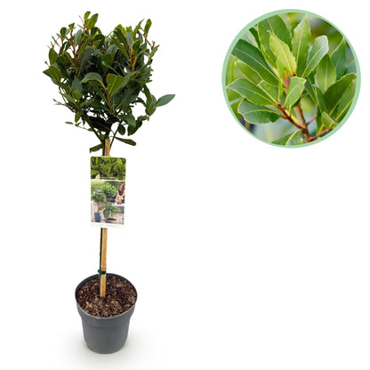 Laurus nobilis op stam - Laurier - hoogte 90cm