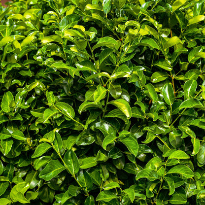 Prunus laurocerasus 'Rotundifolia' - Laurierkers - hoogte 30-35cm