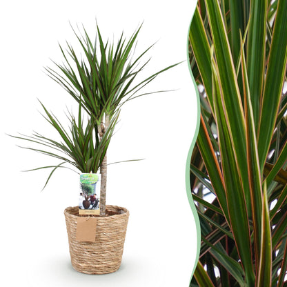 Dracaena Marginata - Drakenbloedboom - incl. mand - pot 21cm - hoogte 90-100cm