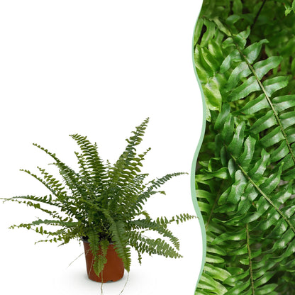 Green boutiQ - Kamerplant - Nephrolepsis exaltata Green Lady - Varen - Huisdiervriendelijke Plant - Groen - 1 Plant - Pot 12cm - Hoogte 25cm
