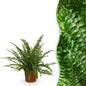 Green boutiQ - Kamerplant - Nephrolepsis exaltata Green Lady - Varen - Huisdiervriendelijke Plant - Groen - 1 Plant - Pot 12cm - Hoogte 25cm