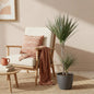 Dracaena Marginata Bicolor - Drakenbloedboom - incl. pot grijs - pot 21cm - hoogte 90-100cm