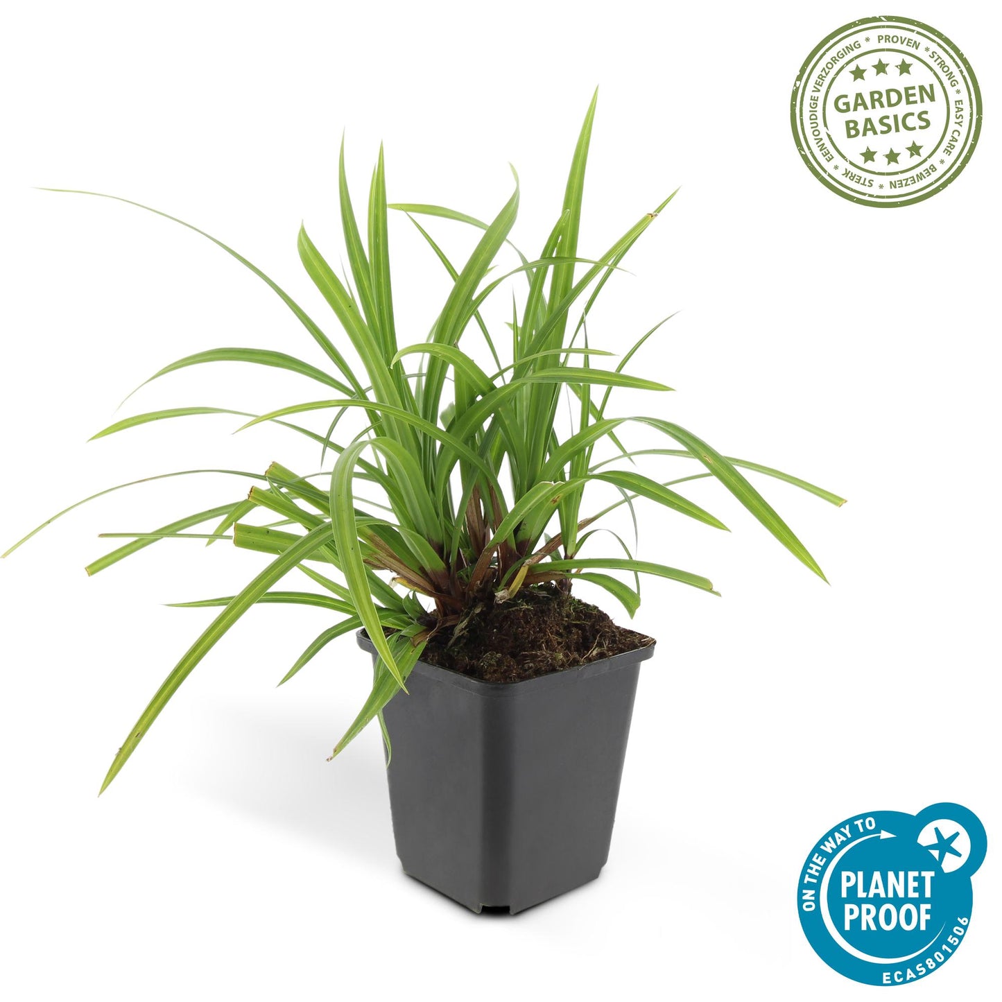 Carex morrowi 'Irish Green' - Japanse Zegge