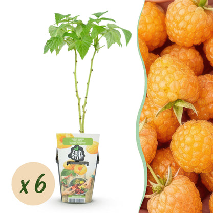 Rubus idaeus 'Fallgold' - Gele Framboos - - -
