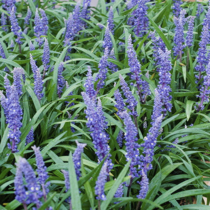 Liriope muscari 'Big Blue' - Leliegras