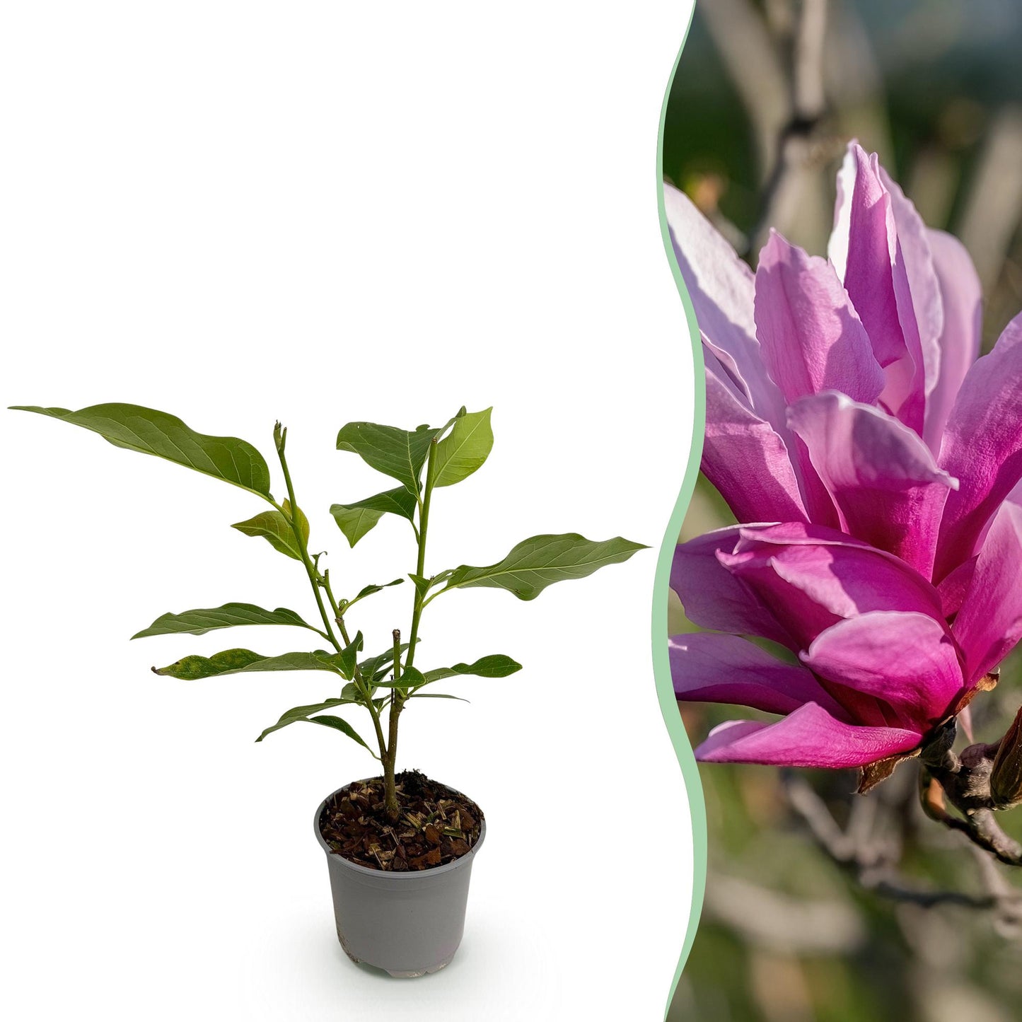 Magnolia liliiflora 'Nigra' - Magnolia - hoogte 30cm