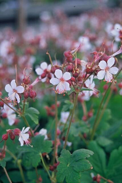 Geranium macrorrhizum 'Spessart' - Ooievaarsbek
