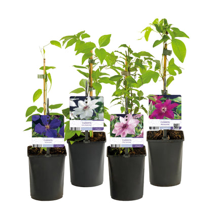 Clematismix  'Rainbow' - Bloem Roze Wit Paars Rood - 4 planten - Pot 11cm - Hoogte 40cm