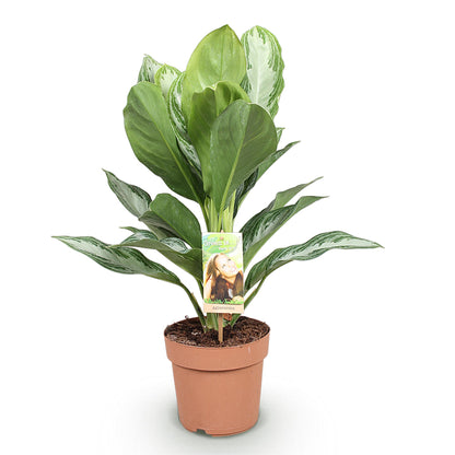 Aglaonema Silver Bay - Zilverblad - pot 17cm - hoogte 70-75cm