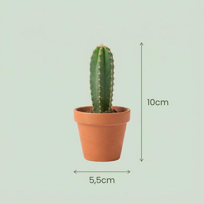 Mini Cactus Set - 3 Stuks - Ø 5.5 cm - Hoogte: 5-10 cm