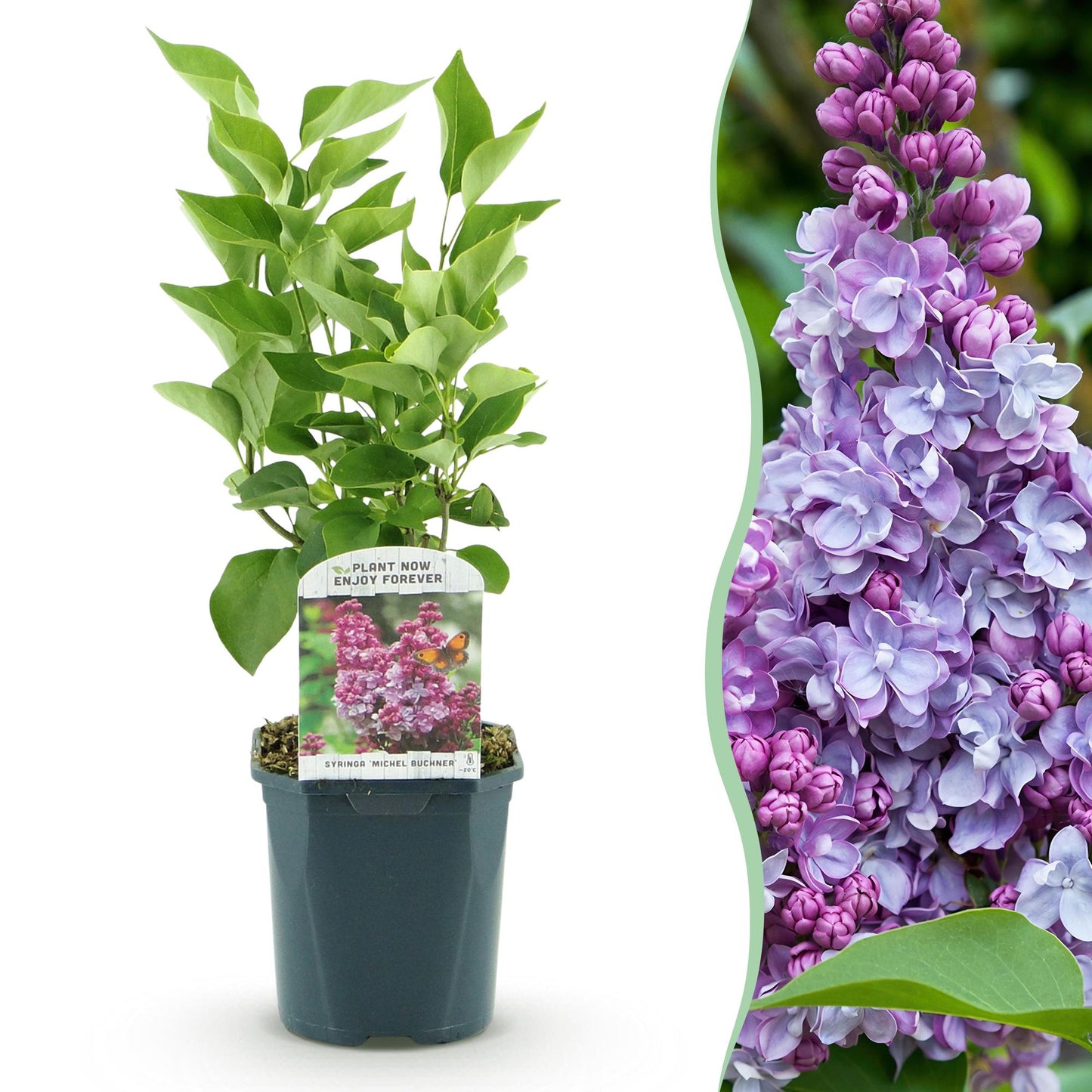 Syringa vulgaris 'Michel Buchner' - Gewone Sering - hoogte 45cm