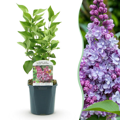 Syringa vulgaris 'Michel Buchner' - Gewone Sering - hoogte 45cm