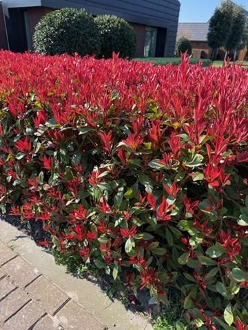 Photinia fraseri 'Carre Rouge' - Glansmispel - hoogte 30-35cm
