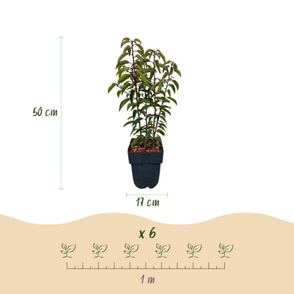 Prunus lusitanica 'Angustifolia' - Laurierkers - hoogte 50cm