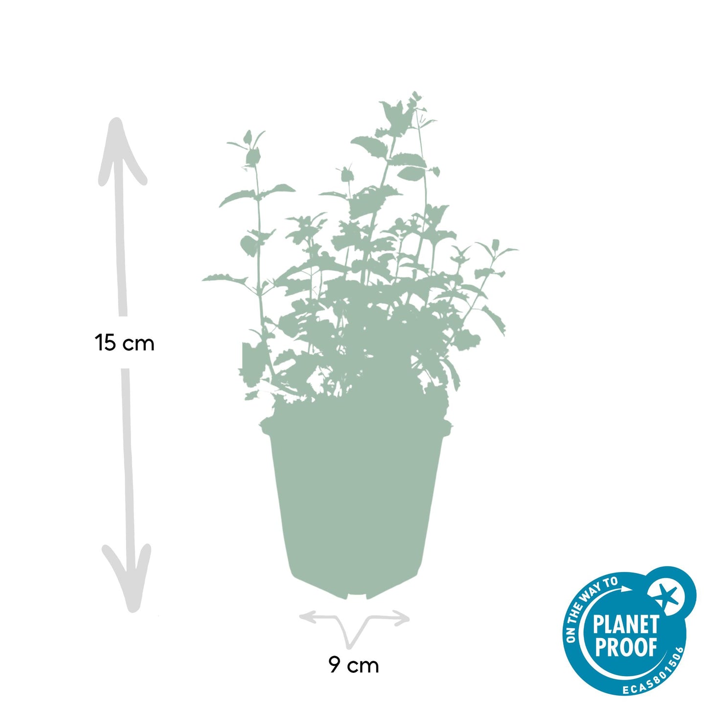 Nepeta 'Six Hills Giant' - Kattenkruid