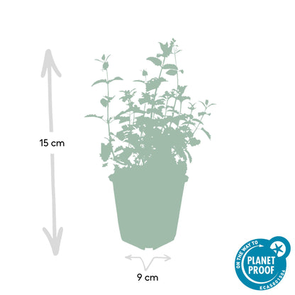 Nepeta 'Six Hills Giant' - Kattenkruid