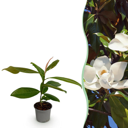 Magnolia grandiflora - bladhoudende Magnolia - hoogte 30cm