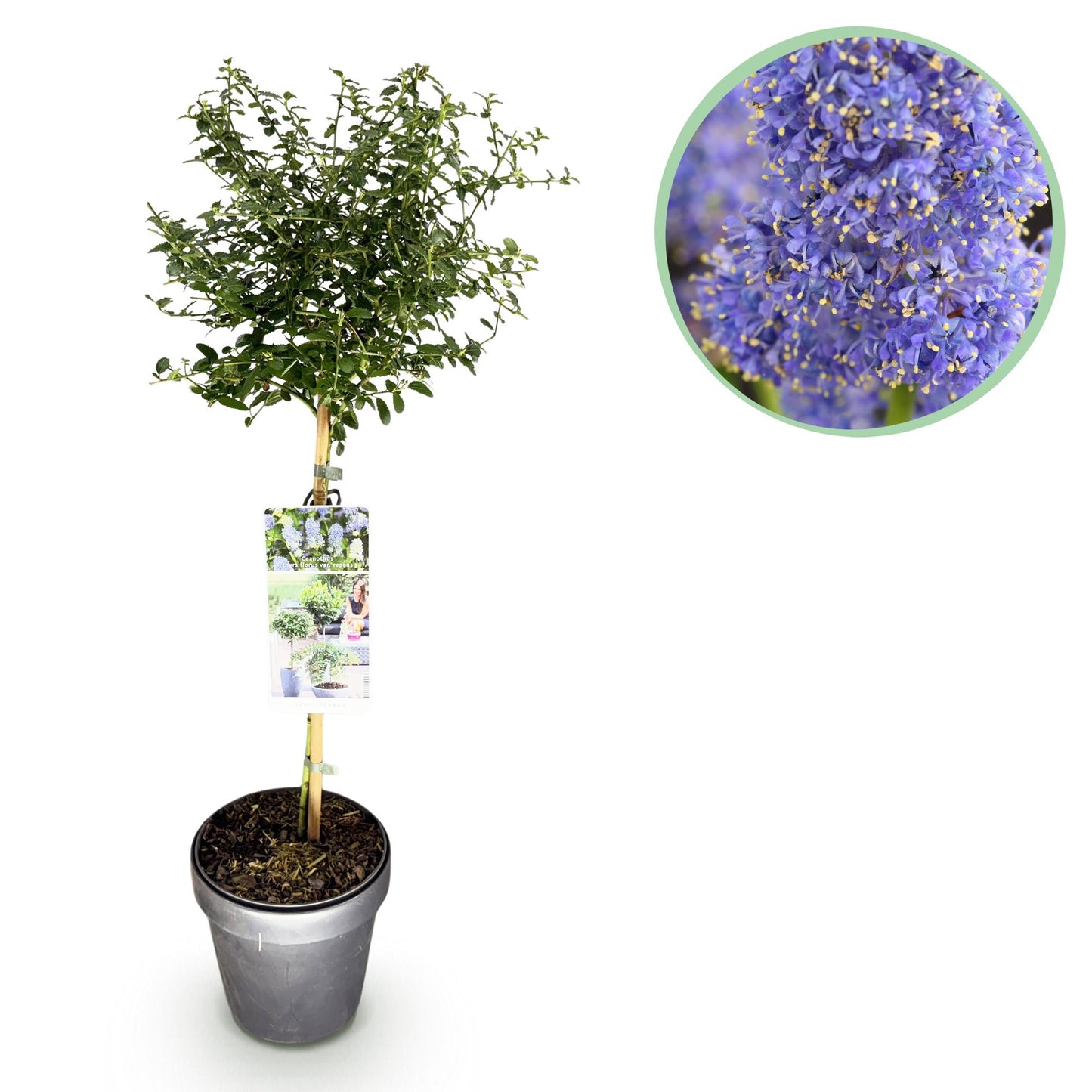 Ceanothus thyrsiflorus Repens op stam - Amerikaanse sering - hoogte 90cm