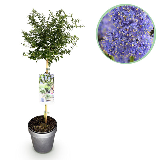 Ceanothus thyrsiflorus Repens op stam - Amerikaanse sering - hoogte 90cm