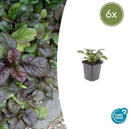 Ajuga reptans 'Catlin's Giant' - Kruipend Zenegroen