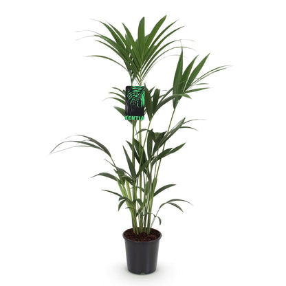 Howea Forsteriana - Kentia Palm - pot 21cm - hoogte 120-130cm