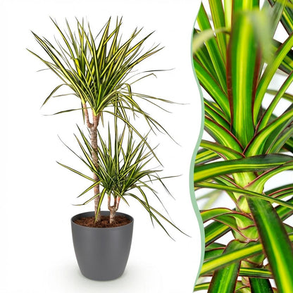 Dracaena Sunray - Drakenbloedboom - incl. pot grijs - pot 21cm - hoogte 90-100cm