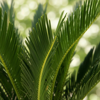 Green boutiQ - Kamerplant - Cycas revoluta - Palmvaren - Weinig onderhoud - Groen - 2 - Pot 17cm - Hoogte 55-65cm