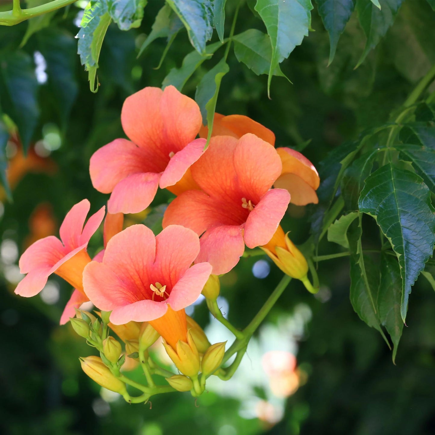 Campsis radicans 'Madame Galen' - Trompetbloem