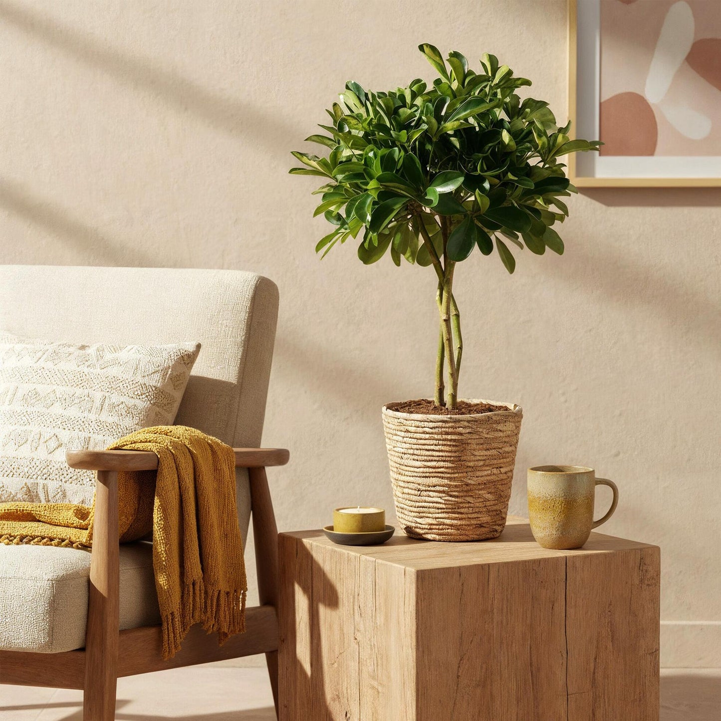 Schefflera Gold Capelle - Vingerboom - incl. mand - pot 21cm - hoogte 70-81cm