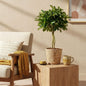 Schefflera Gold Capelle - Vingerboom - incl. mand - pot 21cm - hoogte 70-81cm