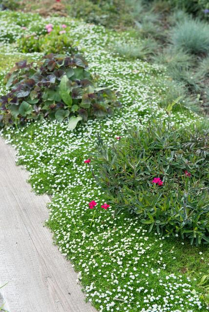 Sagina subulata - Vetmuur