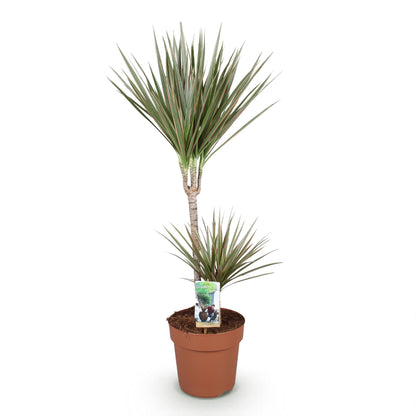 Dracaena Marginata Bicolor - Drakenbloedboom - pot 21cm - hoogte 90-100cm