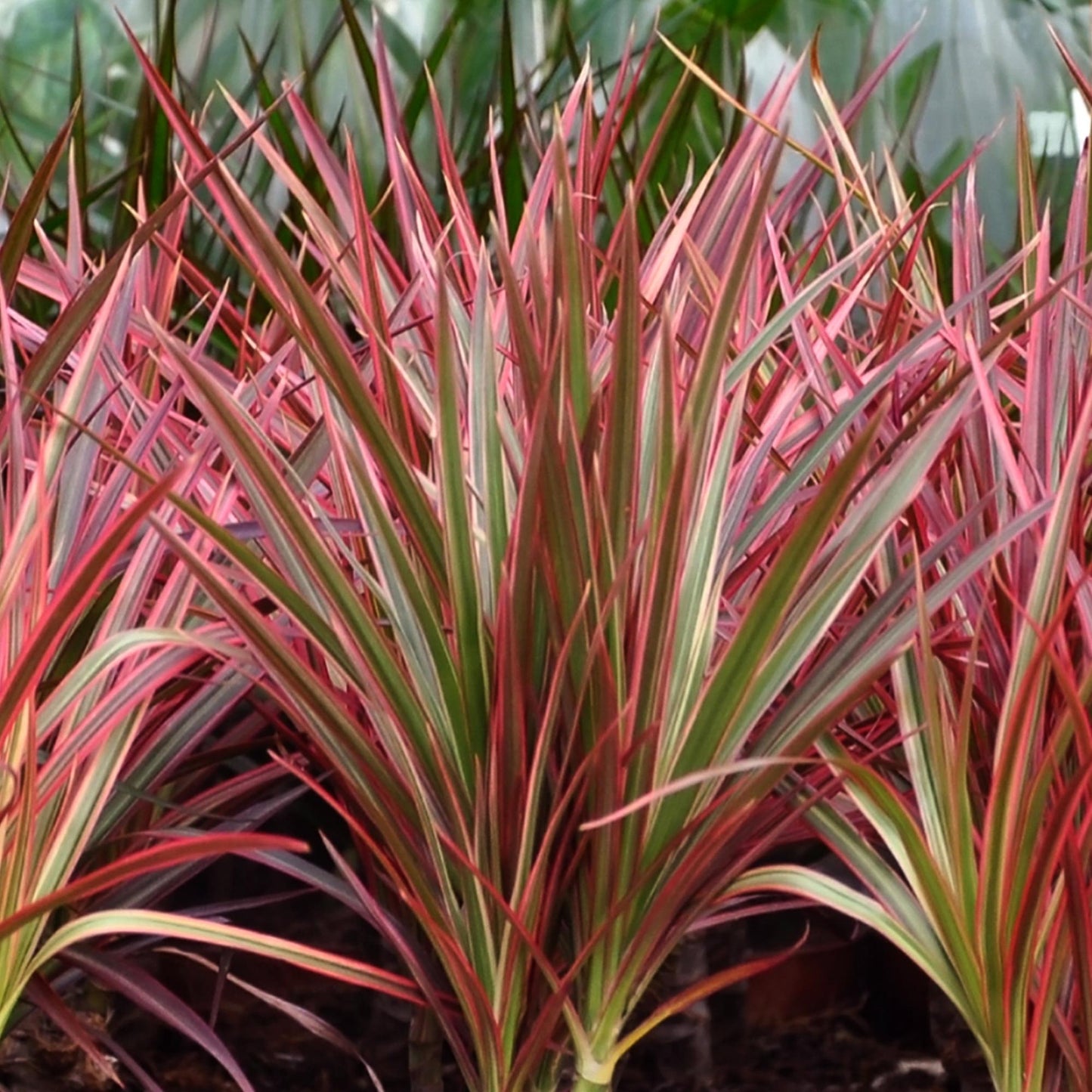 Green BoutiQ - Green is... Kamerplanten - Dracaena Magenta - Drakenbloedboom - Weinig onderhoud - met mand - Groen - 2 Planten - Pot 17cm - Hoogte 70-80cm