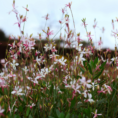 Gaura lindheimeri 'Siskiyou Pink' - Prachtkaars